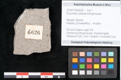 Foto (Objekt + Etikett) von Puccinites zosterae Ettingshausen (NHMW-GEO-2024-0188-6626)
